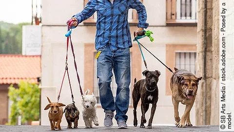 Ein Dogwalker beim Gassigehen mit mehreren Hunden.