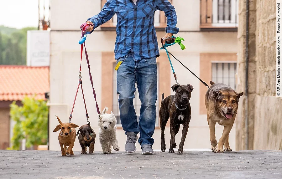 Ein Dogwalker beim Gassigehen mit mehreren Hunden.