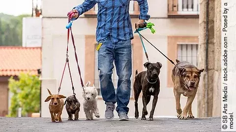 Ein Dogwalker beim Gassigehen mit mehreren Hunden. In jeder Hand hält er mehrere Hund an einer Leine. Dabei trägt er ein blau-kariertes Hemd und eine Jeans.