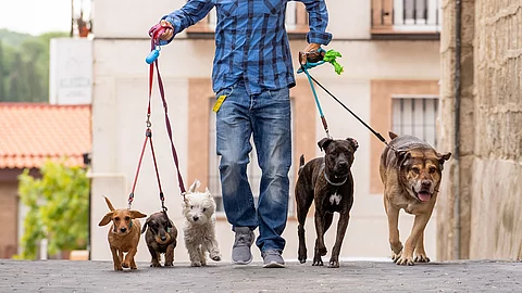 Ein Dogwalker beim Gassigehen mit mehreren Hunden. In jeder Hand hält er mehrere Hund an einer Leine. Dabei trägt er ein blau-kariertes Hemd und eine Jeans.