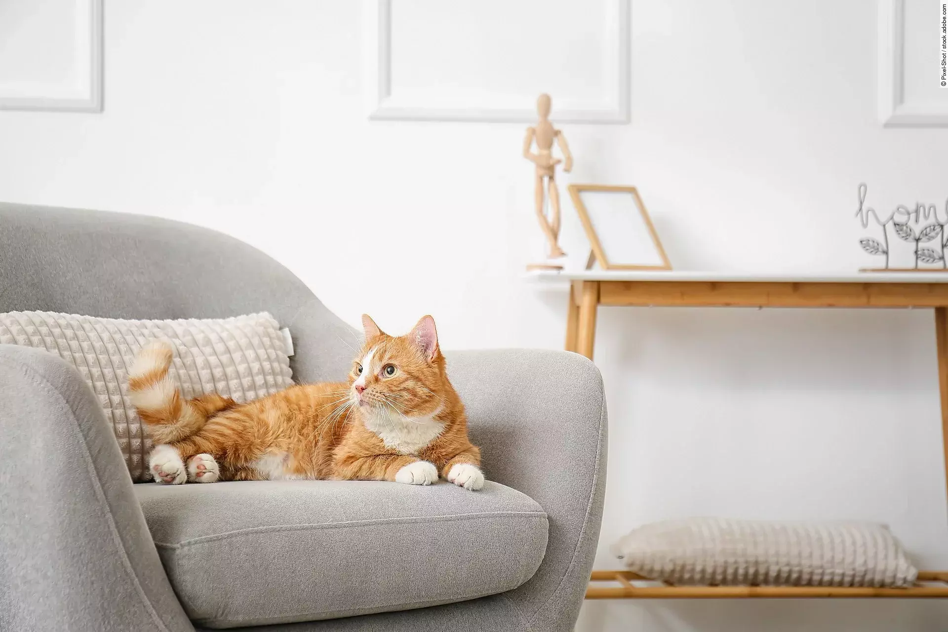 Eine Katze liegt auf einem Sessel.