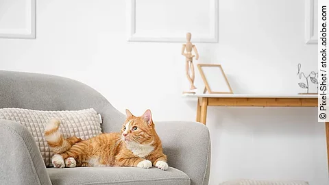 Eine Katze liegt auf einem Sessel.