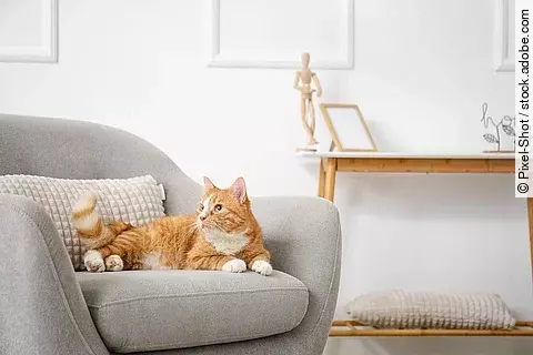 Eine Katze liegt auf einem Sessel.