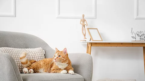 Eine Katze liegt auf einem Sessel.