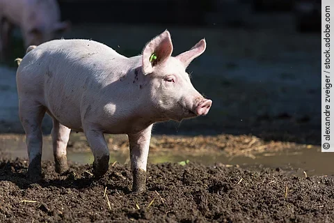 Ein Schwein läuft durch einen Stall-Auslauf.