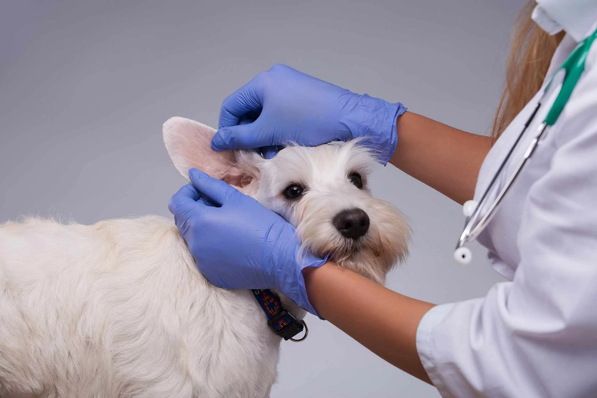 Female veterinarian examines little dog teeth and ears