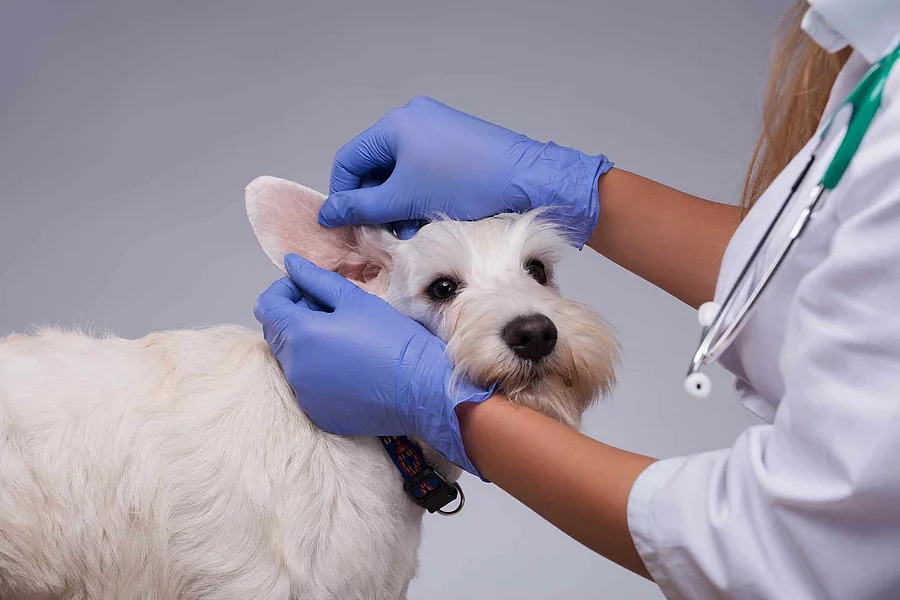 Female veterinarian examines little dog teeth and ears
