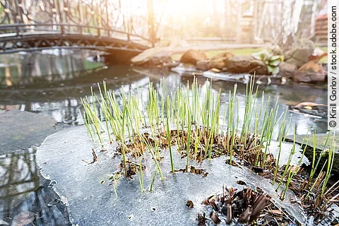 Sprossen von frischem, neuem, erstgrünem Schilfrohr, das durch die gefrorene Eiskruste auf einem Teich oder Fluss hindurchwächst, während die Sonne an einem warmen Frühlingstag scheint. Konzept einer Szene, die das Erwachen der Natur symbolisiert. Tauwetter, schmelzender Schnee.