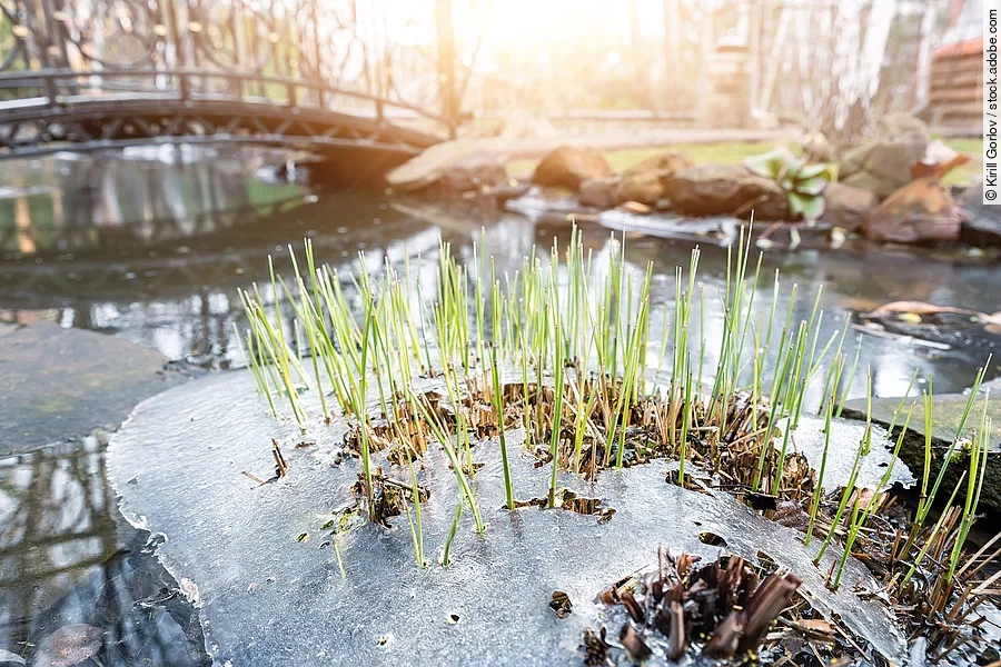 Sprossen von frischem, neuem, erstgrünem Schilfrohr, das durch die gefrorene Eiskruste auf einem Teich oder Fluss hindurchwächst, während die Sonne an einem warmen Frühlingstag scheint. Konzept einer Szene, die das Erwachen der Natur symbolisiert. Tauwetter, schmelzender Schnee.