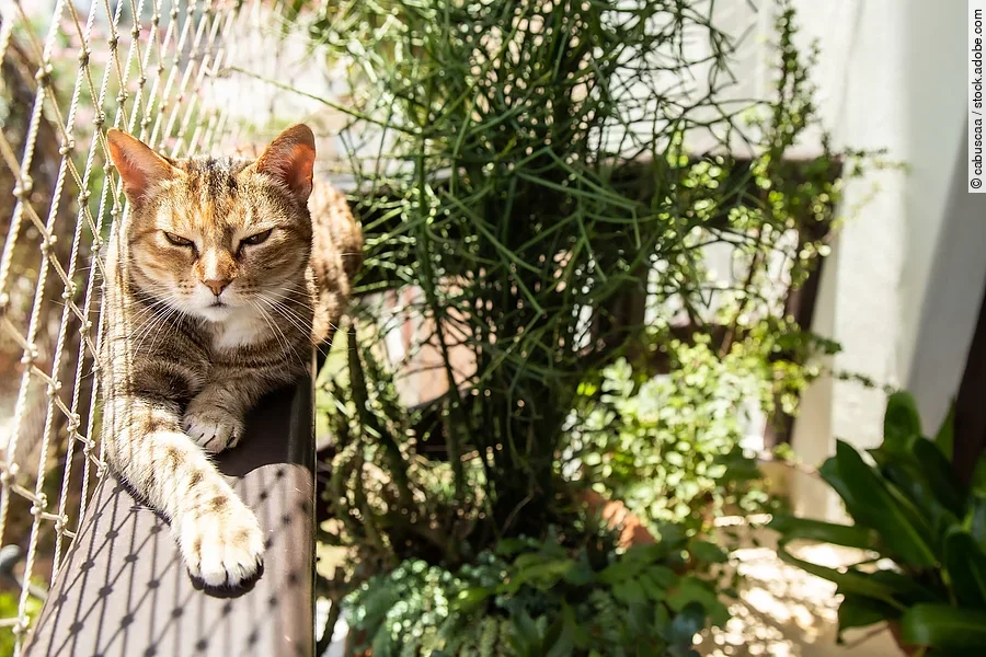 A balcony with plants, cat and net protection, Urban jungle living