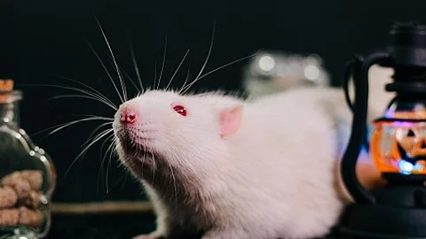 White decorative rat sits on a black background among orange pum
