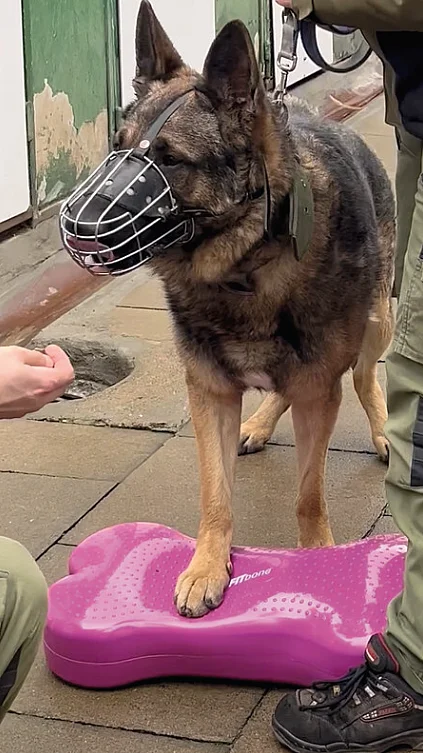 Ein Schäferhund mit Maulkorb steht mit den Vorderpfoten auf einem pinken Luftkissen, um sein Gleichgewicht zu trainieren.