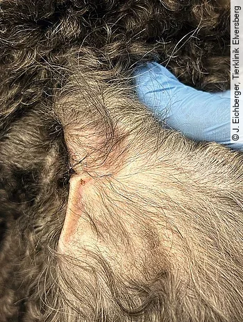 Vorbereitung zur Glukosemessung