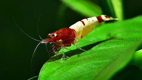 Eine rote Pinto Taiwan Bee Shadow Garnele im Aquarium sitzt auf einem leuchtend grünen Blatt.