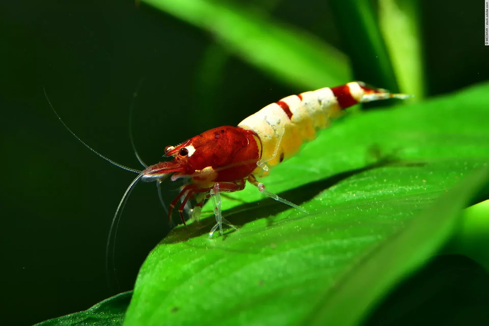 Eine rote Pinto Taiwan Bee Shadow Garnele im Aquarium.