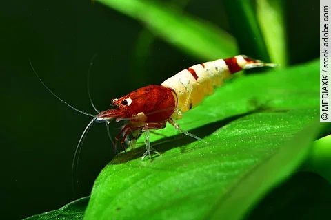 Eine rote Pinto Taiwan Bee Shadow Garnele im Aquarium.