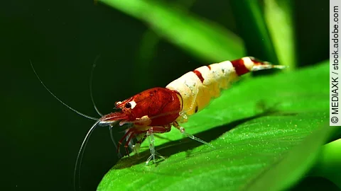 Eine rote Pinto Taiwan Bee Shadow Garnele im Aquarium.