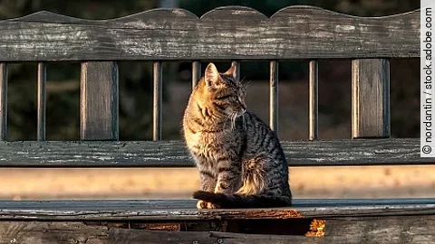 A housecat sitting on a bench in a backyard