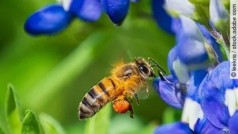 Bee pollinating Texas bluebonnet flower