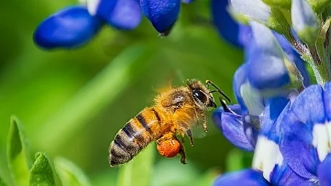 Bee pollinating Texas bluebonnet flower