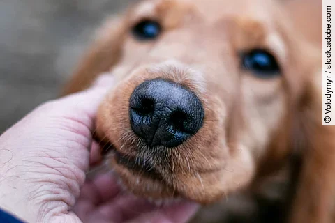 Ein junger brauner Cocker Spaniel hat seine Schnauze in die Hand seines Besitzers gelegt und schaut ihn mit großen Augen an.