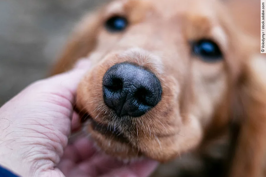 Ein junger brauner Cocker Spaniel hat seine Schnauze in die Hand seines Besitzers gelegt und schaut ihn mit großen Augen an.