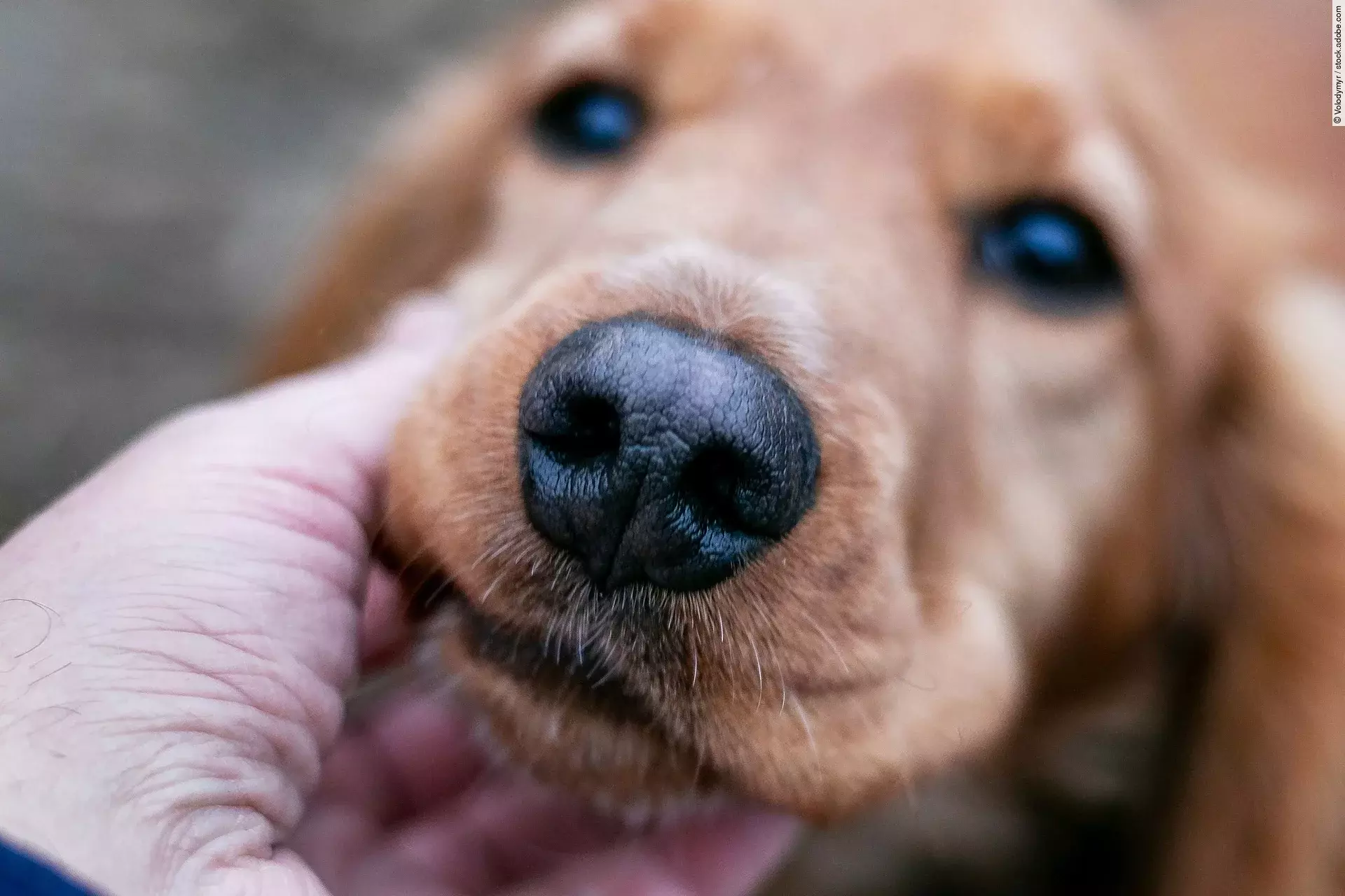 Ein junger brauner Cocker Spaniel hat seine Schnauze in die Hand seines Besitzers gelegt und schaut ihn mit großen Augen an.