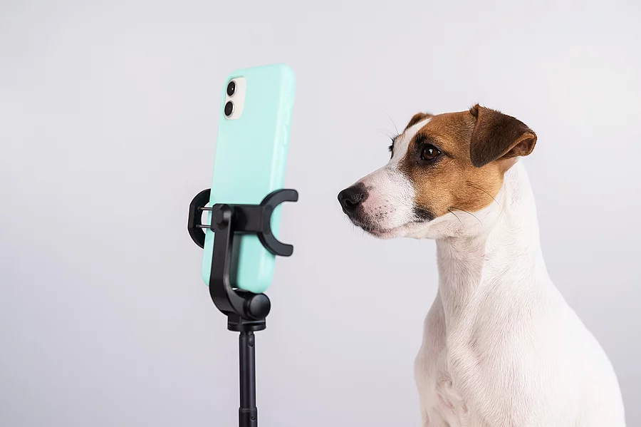 Jack Russell Terrier dog live streaming on smartphone. Jack Russell Terrier sitzt vor einem Handy.