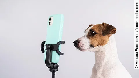 Jack Russell Terrier sitzt vor einem Handy.