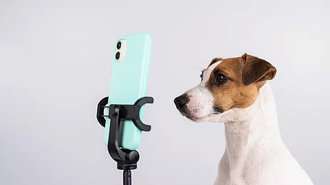 Jack Russell Terrier sitzt vor einem Handy.