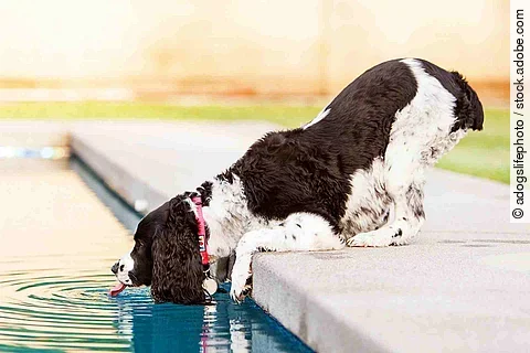 Ein Hund trinkt Wasser aus einem Pool. Der Hund ist ein English Springer Spaniel mit weiß-braunem Fell. Er hat ein rotes Halsband um und hat sich nach vorne gelehnt um an das Poolwasser zu kommen.