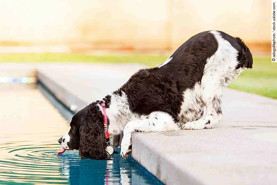 Ein Hund trinkt Wasser aus einem Pool. Der Hund ist ein English Springer Spaniel mit weiß-braunem Fell. Er hat ein rotes Halsband um und hat sich nach vorne gelehnt um an das Poolwasser zu kommen.
