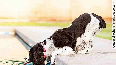 Ein Hund trinkt Wasser aus einem Pool. Der Hund ist ein English Springer Spaniel mit weiß-braunem Fell. Er hat ein rotes Halsband um und hat sich nach vorne gelehnt um an das Poolwasser zu kommen.