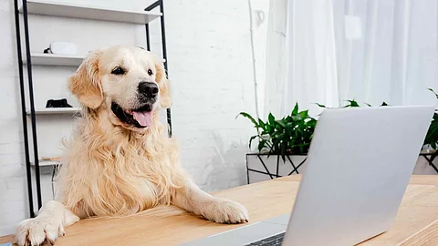 cute labrador dog looking at laptop on wooden table in office