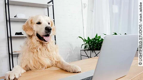 cute labrador dog looking at laptop on wooden table in office