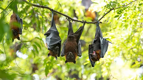 Bats hang upside down (Lyle's flying fox)