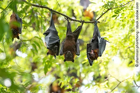 Bats hang upside down (Lyle's flying fox)