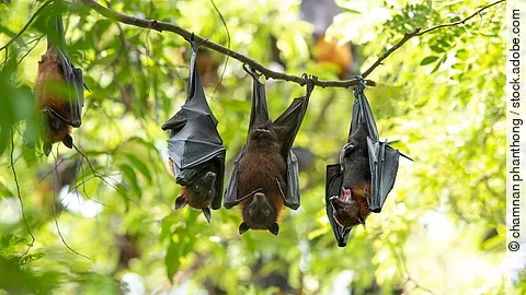 Bats hang upside down (Lyle's flying fox)