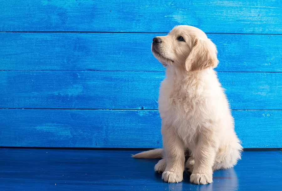 English Golden Retriever Puppy on Blue Wood Ein Golden Retriever Welpe sitzt vor einer blauen Wand.