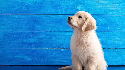 Ein Golden Retriever Welpe sitzt vor einer blauen Wand.