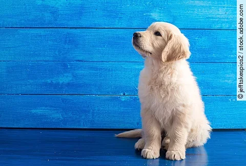 Ein Golden Retriever Welpe sitzt vor einer blauen Wand.