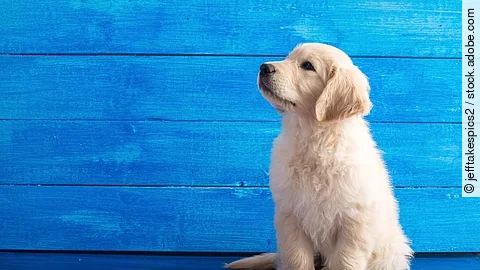 Ein Golden Retriever Welpe sitzt vor einer blauen Wand.