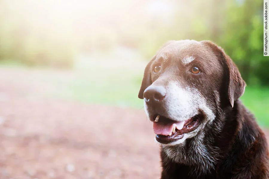 Alter Hund Alter Hund