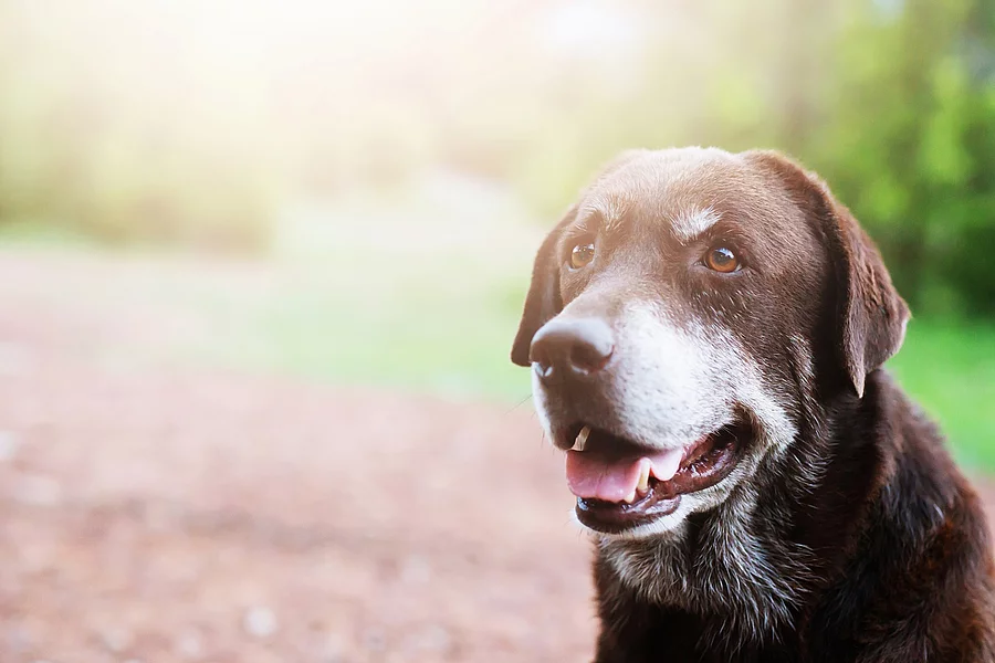Alter Hund