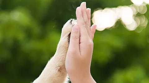 Gib mir fünf – Welpe drückt seine Pfote gegen die Hand eines Mädchens. Im Hintergrund sind die grünen Blätter von einem Laubbaum zu erkennen. Der Hund hat helles Fell.