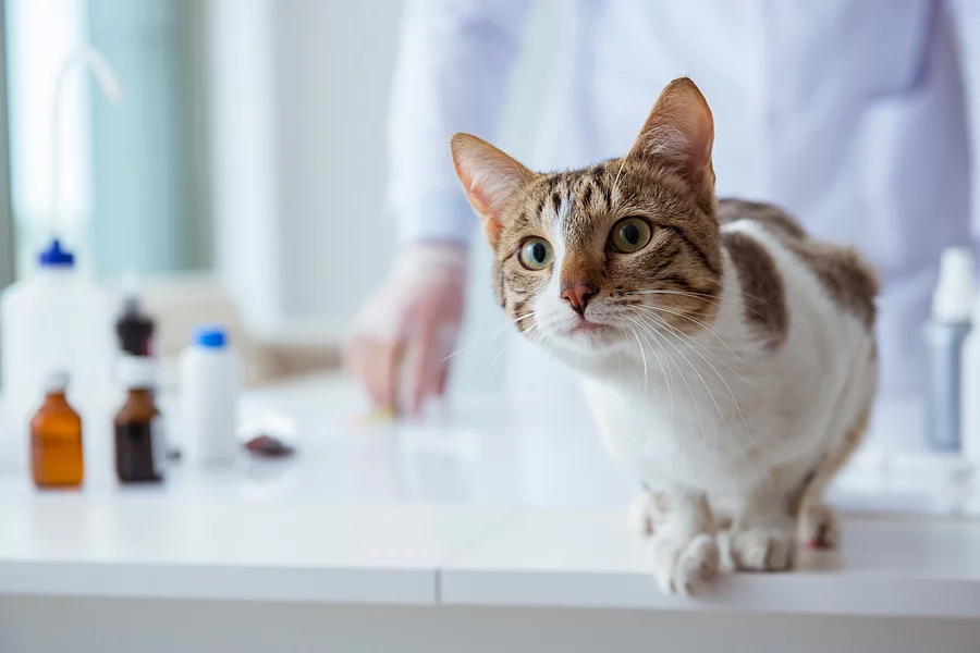 Eine Katze sitzt auf einem weißen Tisch in einer Tierarztpraxis. Sie hat ihre Beine eng zusammen gestellt und schaut aufmerksam nach vorne. Im Hintergrund erkennt man die Silhouette von einem*einer Tierärzt*in. 