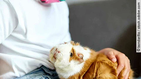 Little girl in mask playing with red guinea pig, cavy at home at