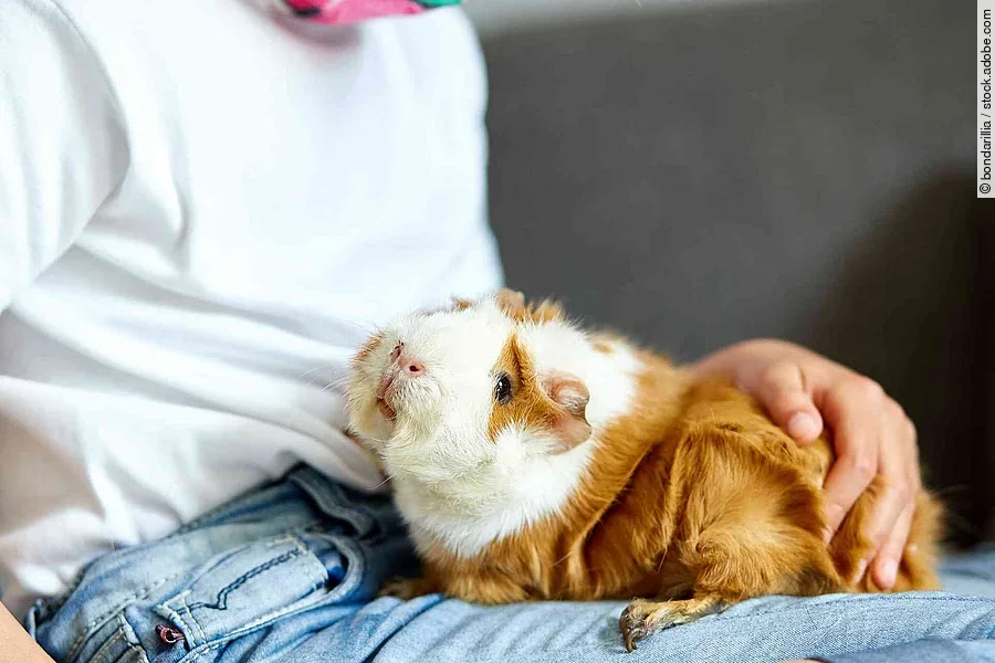 Little girl in mask playing with red guinea pig, cavy at home at