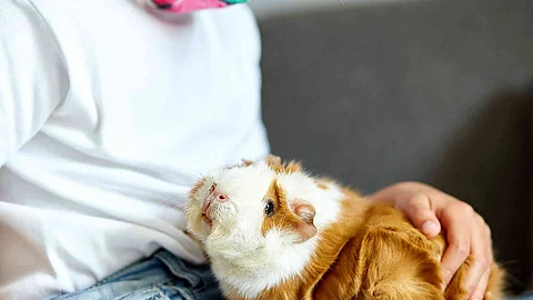 Little girl in mask playing with red guinea pig, cavy at home at