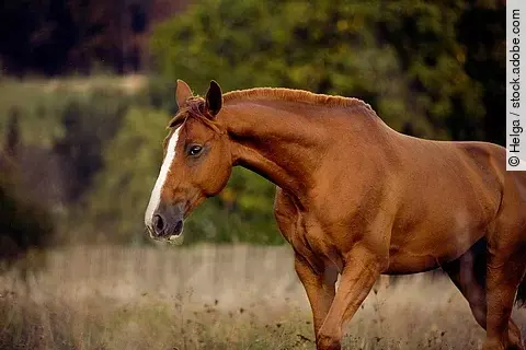 Ein Pferd läuft im Schritt über eine Weide. Das Pferd hat fuchsfarbenes Fell und eine weiße Blesse. Im Hintergrund sind Bäume verschwommen erkennbar.